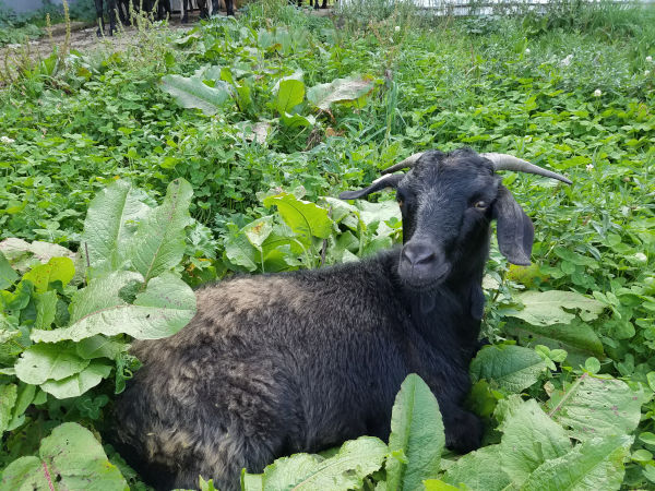 Farm & Goat Photos