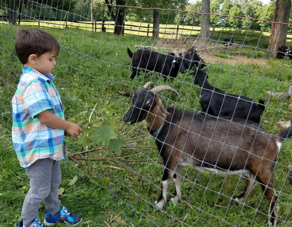 Farm & Goat Photos