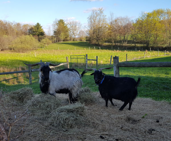 Farm & Goat Photos