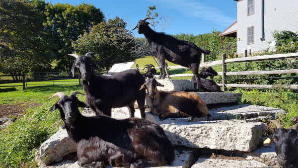 Farm & Goat Photos